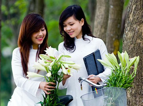 Madonna lily flowers inspire Hanoians